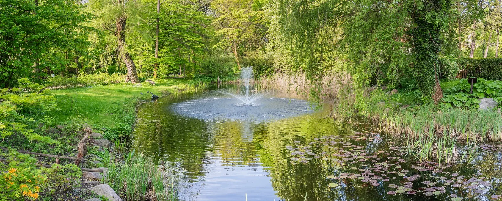 Staw z fontanną otoczony bujną zielenią w Ogrodzie Botanicznym UKW w Bydgoszczy