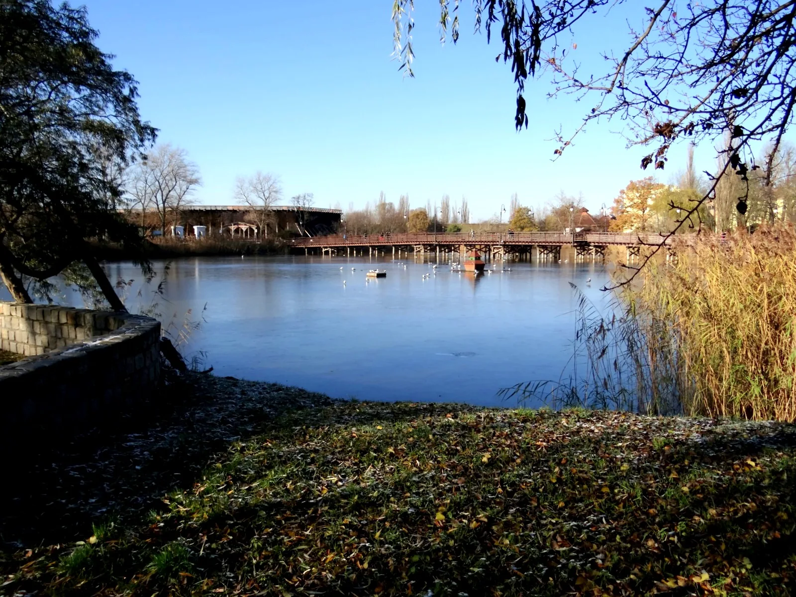 Staw w Parku Solankowym w Inowrocławiu z odbiciem drzew w wodzie i pomostem w tle