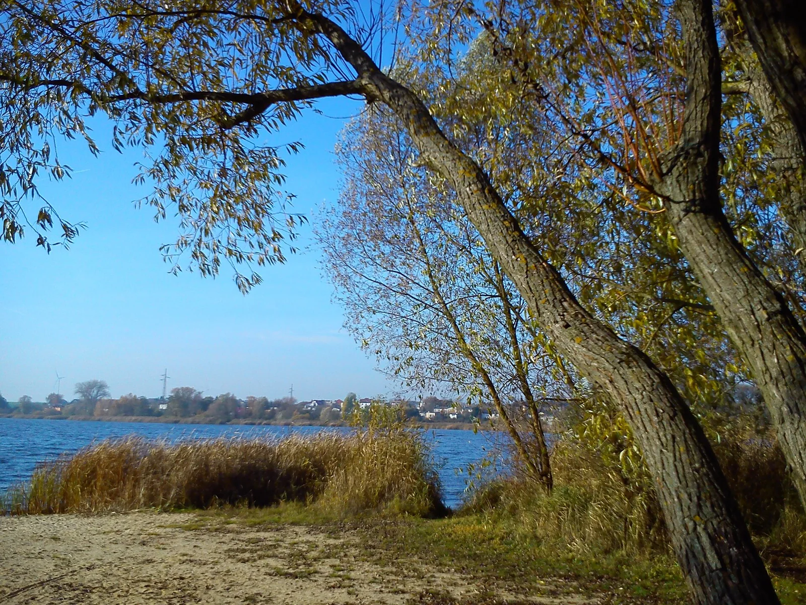 Brzeg jeziora w Żninie z trzcinami, taflą wody i drzewem o jesiennych liściach